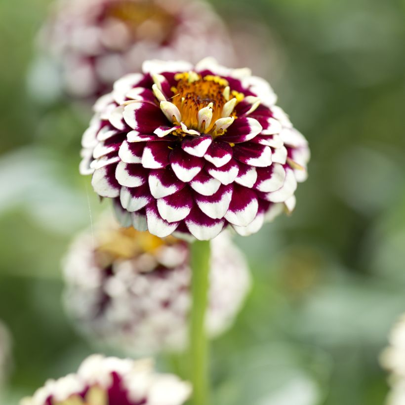 Zinnia haageana Jazzy Rood (zaad) - Zahara-bloem (Bloei)