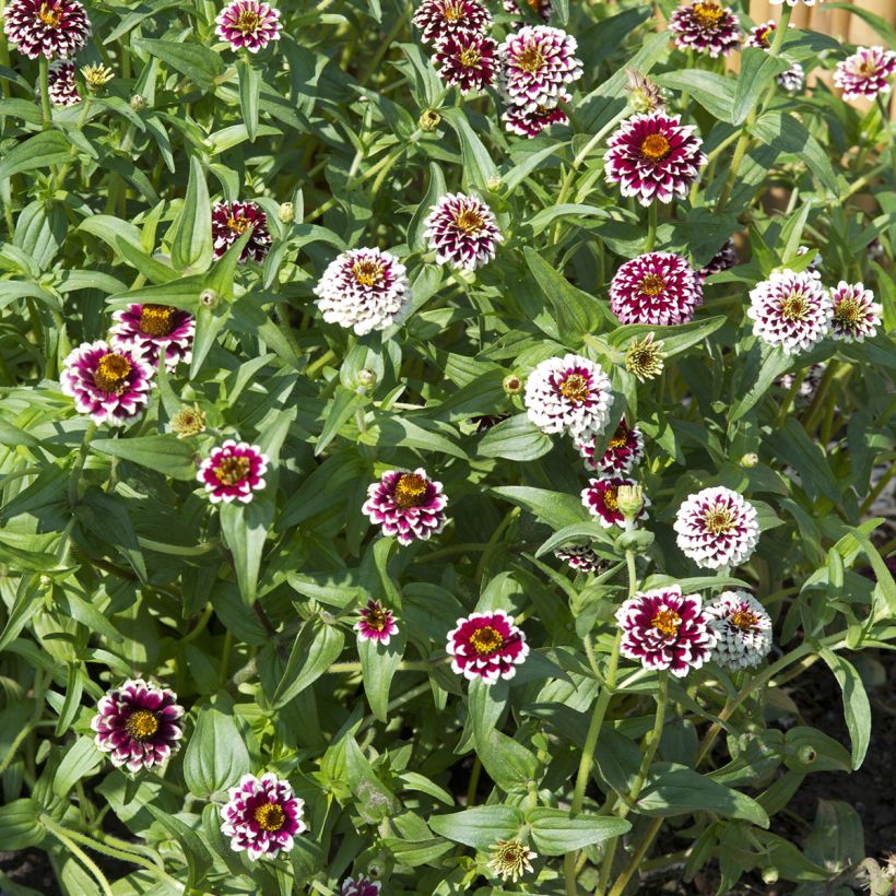 Zinnia haageana Jazzy Rood (zaad) - Zahara-bloem (Groeiplaats)