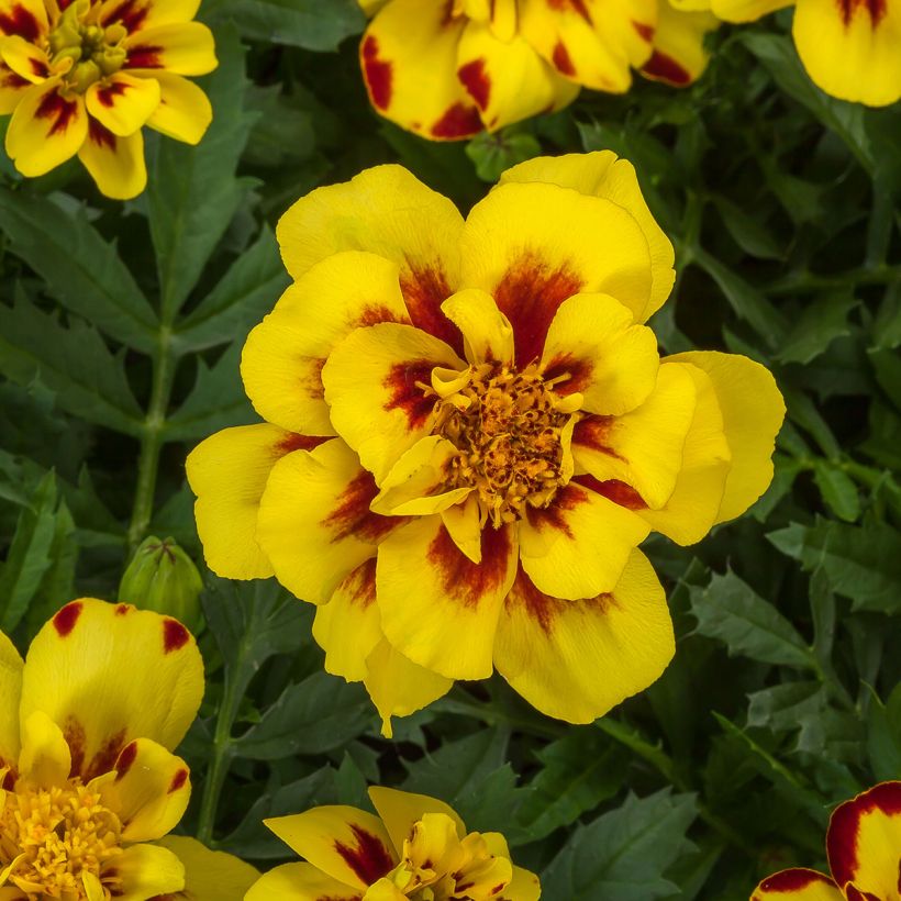 Afrikaantje - Tagetes patula Alumia Crème Brulee (zaad) (Bloei)