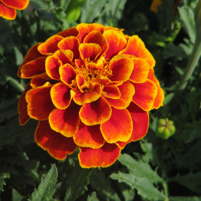 Afrikaantje - Tagetes patula Reine Sophie (zaad) biologisch (Bloei)