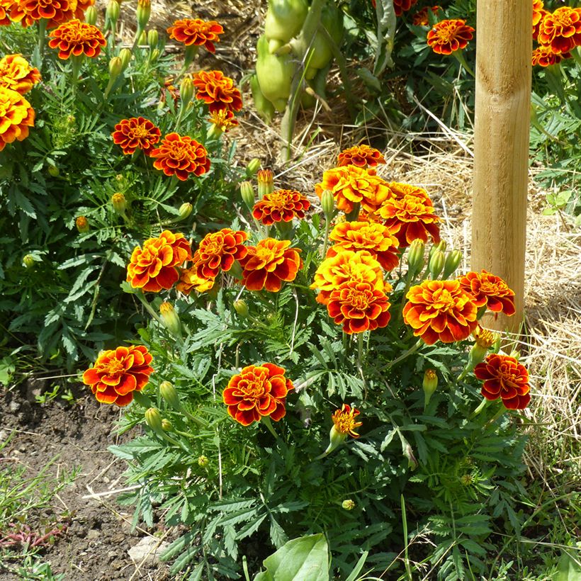 Afrikaantje - Tagetes patula Reine Sophie (zaad) biologisch (Groeiplaats)