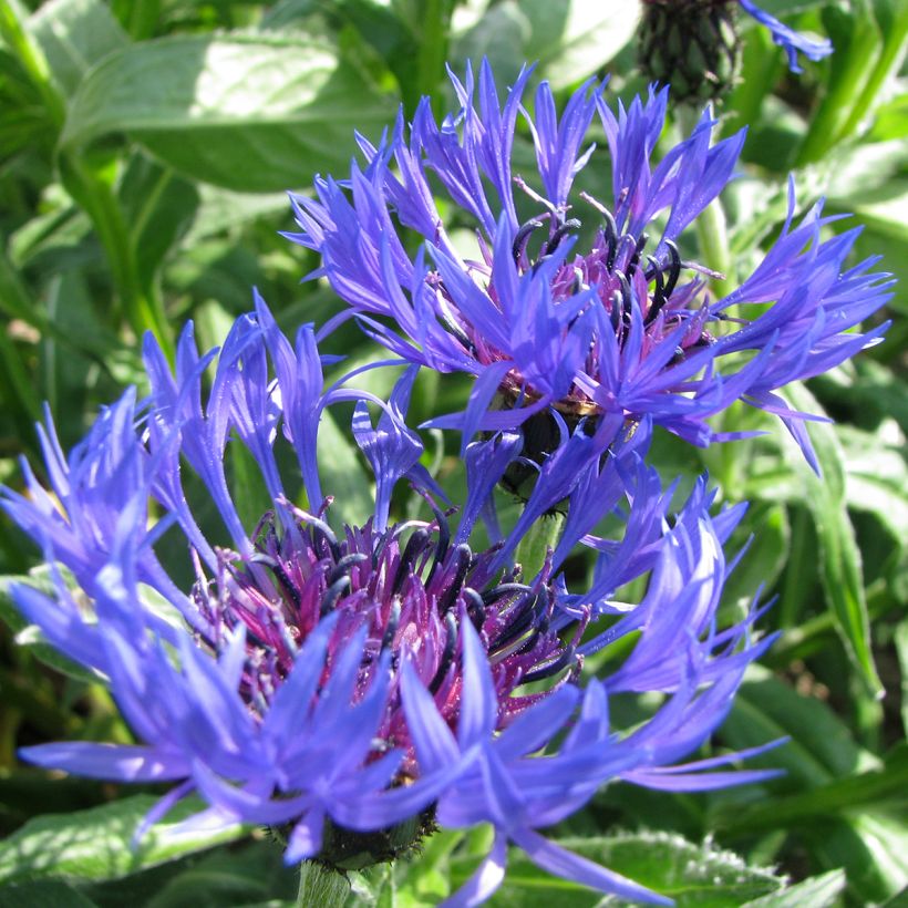 Centaurea montana (zaad) - Bergkorenbloem (Flowering)
