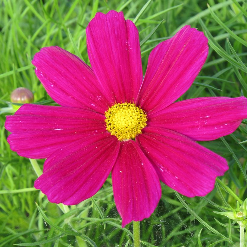 Cosmea Sonata Carmine (zaad) - Cosmos bipinnatus (Flowering)