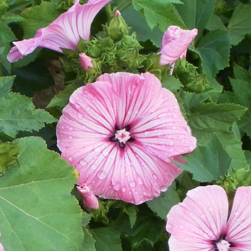 Lavatera trimestris Silver Cup (zaad) - Bekermalva (Flowering)