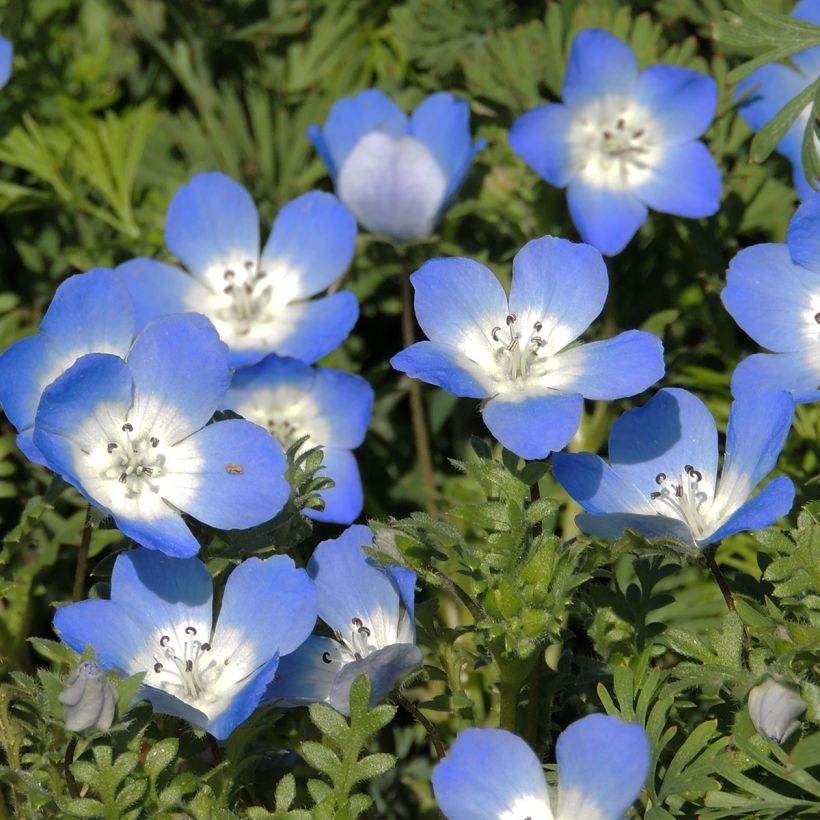 Nemophila menziesii Baby Blue Eyes (zaad) - Bosliefje (Flowering)