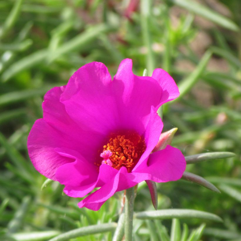 Portulaca grandiflora Single Ruby (zaad) - Portulakroos (Flowering)
