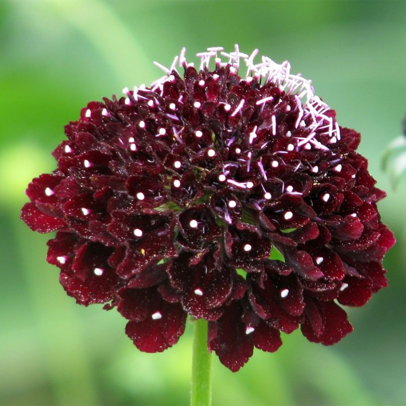 Scabiosa atropurpurea Ebony and Ivory (zaad) - Duifkruid (Flowering)