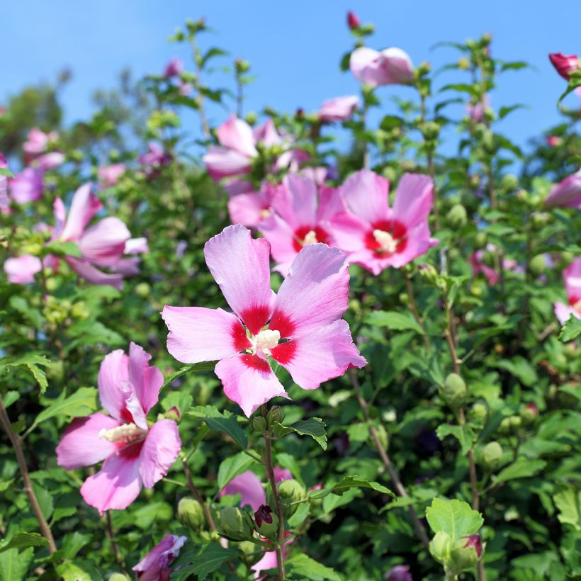 Hibiscus syriacus (zaad) - Tuinhibiscus (Flowering)