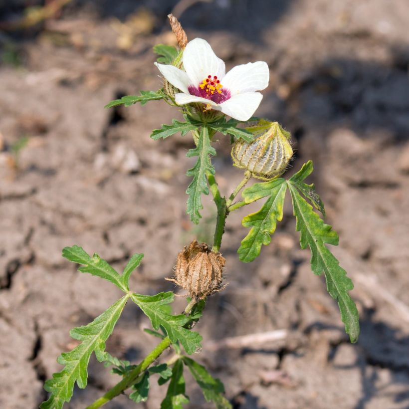 Hibiscus trionum (zaad) - Drie-urenbloem (Plant habit)