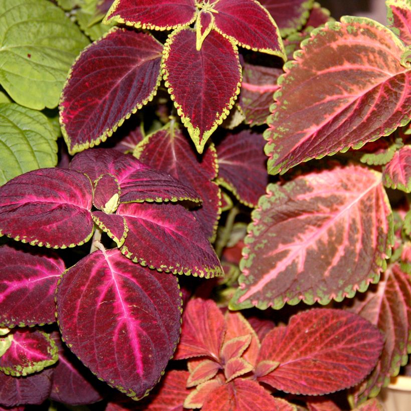 Coleus Kong Mix (zaad) - Siernetel (Foliage)