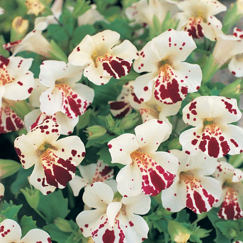 Mimulus Monkey Magic F1 Hybrid (zaad) - Maskerbloem (Bloei)