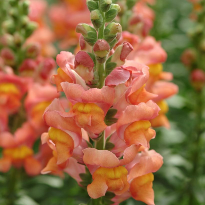 Antirrhinum majus Potomac Orange F1 - Leeuwenbek (Bloei)