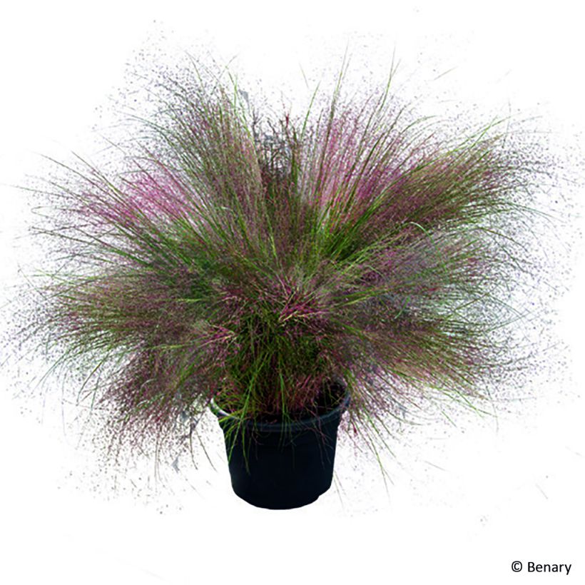 Muhlenbergia reverchonii Rosy (zaad) - Prairiegas (Groeiplaats)