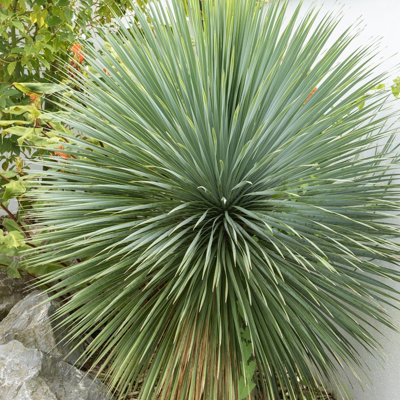 Yucca rostrata (zaad) - Palmlelie (Blad)