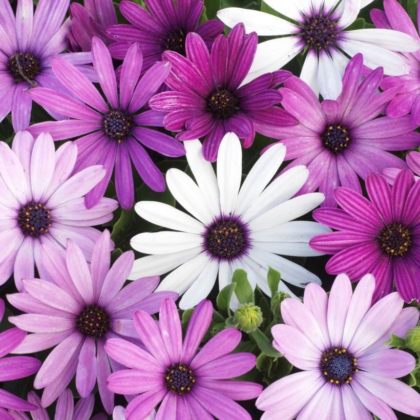 Osteospermum hybrida Passion Mixed (zaad) - Spaanse margriet (Flowering)