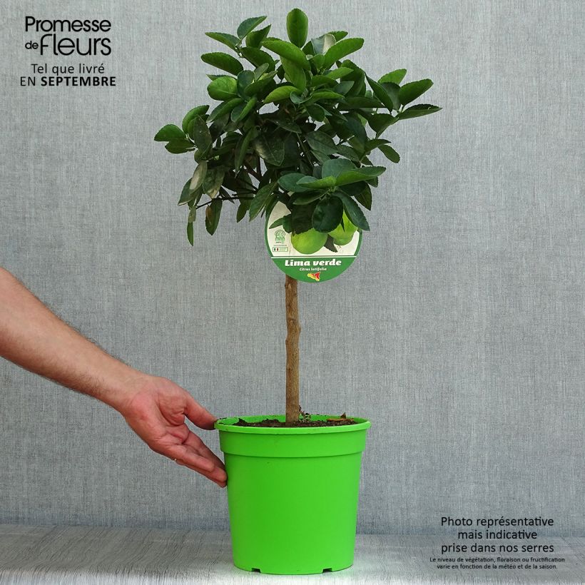 Exemplaar van Limoen - Citrus latifolia Pot van 4 l/5 l, Kwartstam zoals geleverd in de zomer