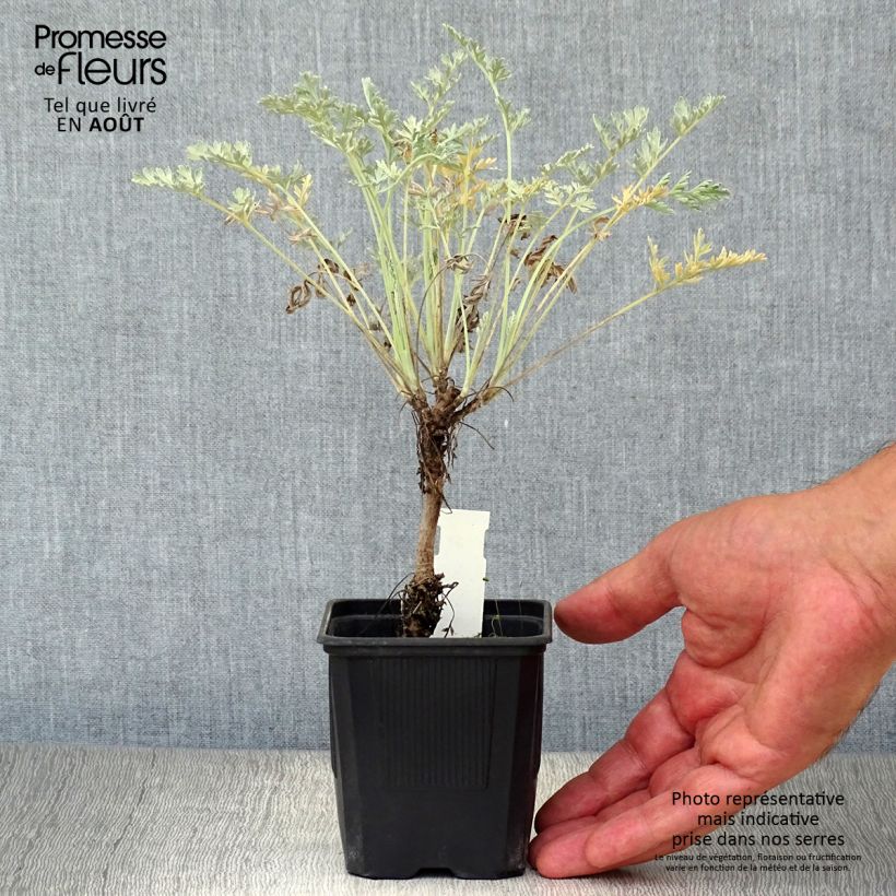 Exemplaar van Artemisia absinthium Lambrook Silver - Absintalsem Kweekpotje van 8/9 cm zoals geleverd in de zomer