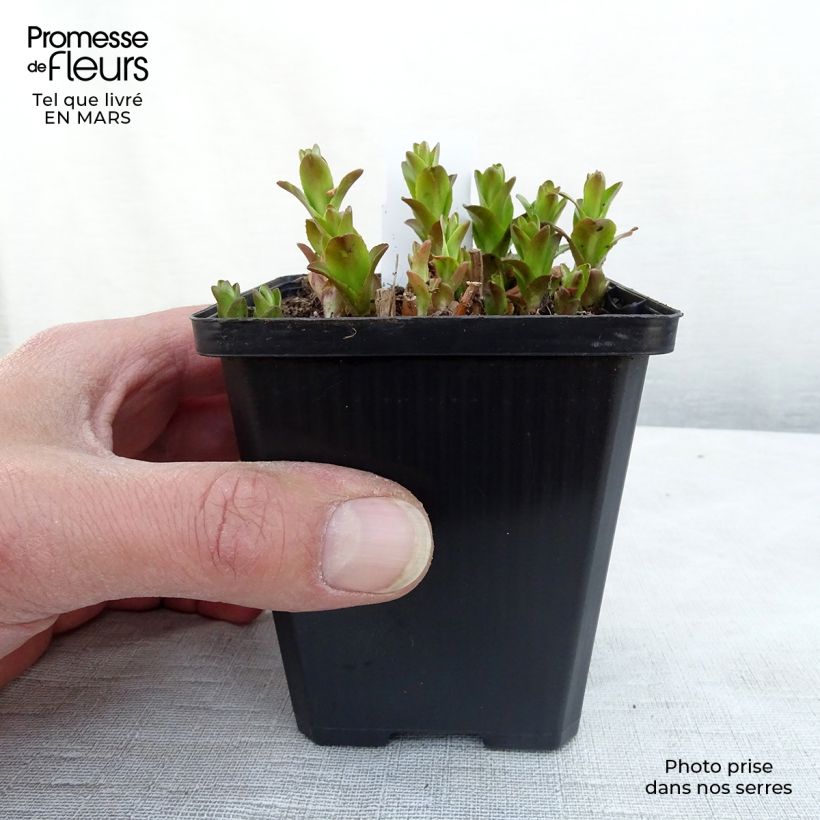 Example of Gratiole officinale - Gratiola officinalis Kweekpotje van 8/9 cm as you get in hiver