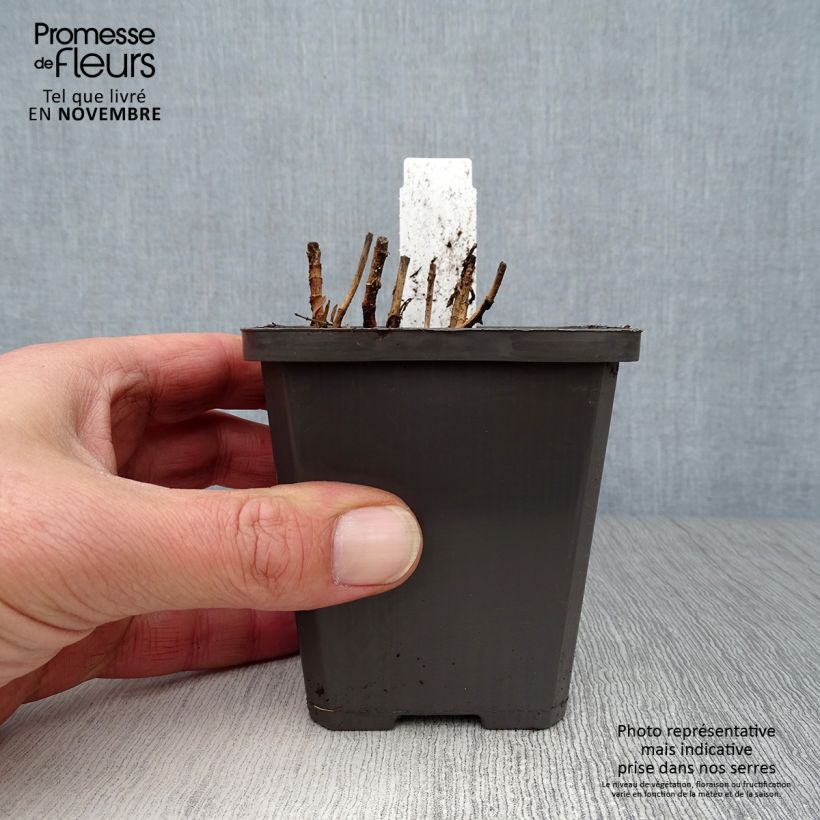 Exemplaar van Gratiola officinalis (zaad) - Genadekruid Kweekpotje van 8/9 cm zoals geleverd in de herfst
