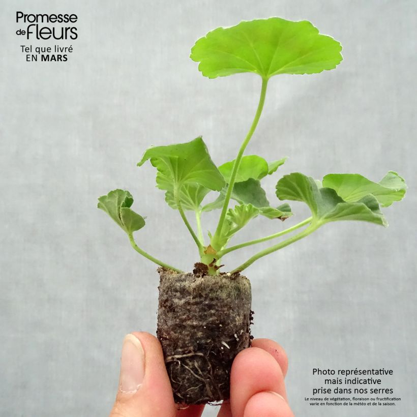 Example of Gréanium zonale Flic Flac Red Nova - Pelargonium hortorum Mini-mot Ø 3/4 cm as you get in printemps