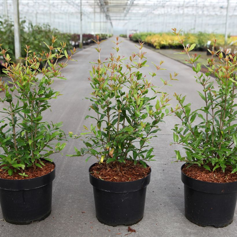 Granaatappel Lyubimy - Punica granatum (Groeiplaats)