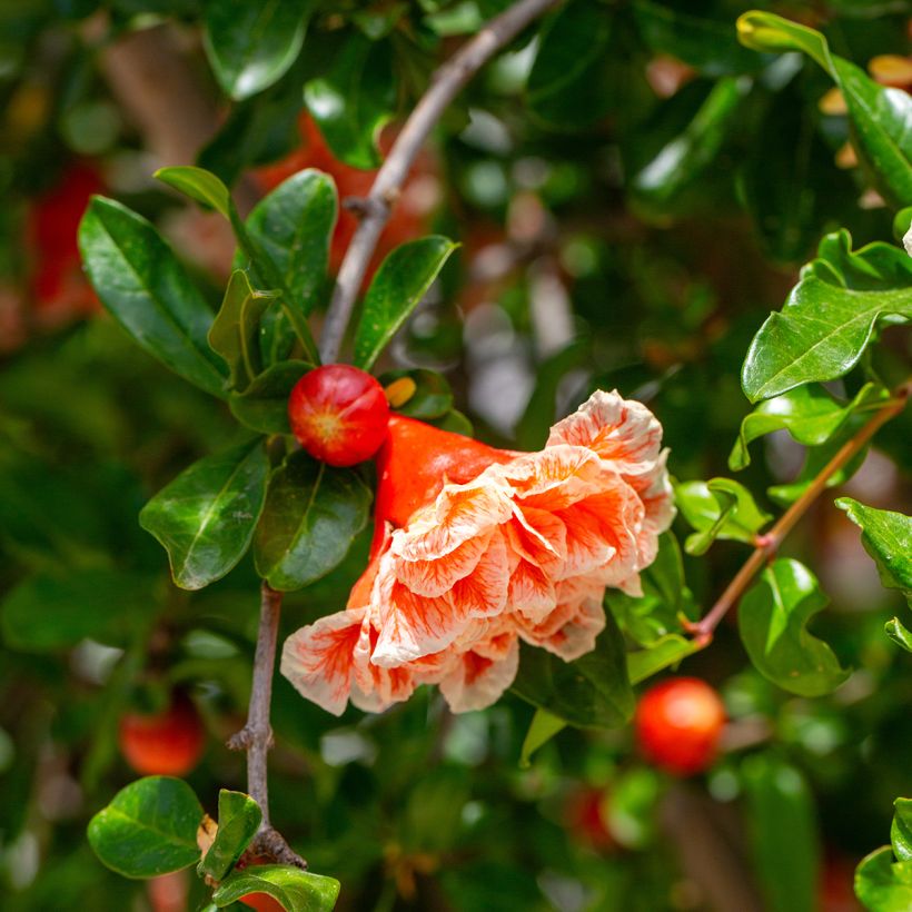 Punica granatum California Sunset - Granaatappel (Flowering)
