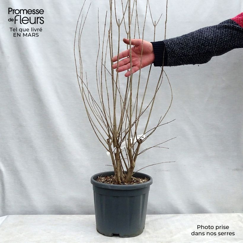 Example of Grenadier à fleurs - Punica granatum California Sunset Pot van 7,5 l/10 l as you get in hiver
