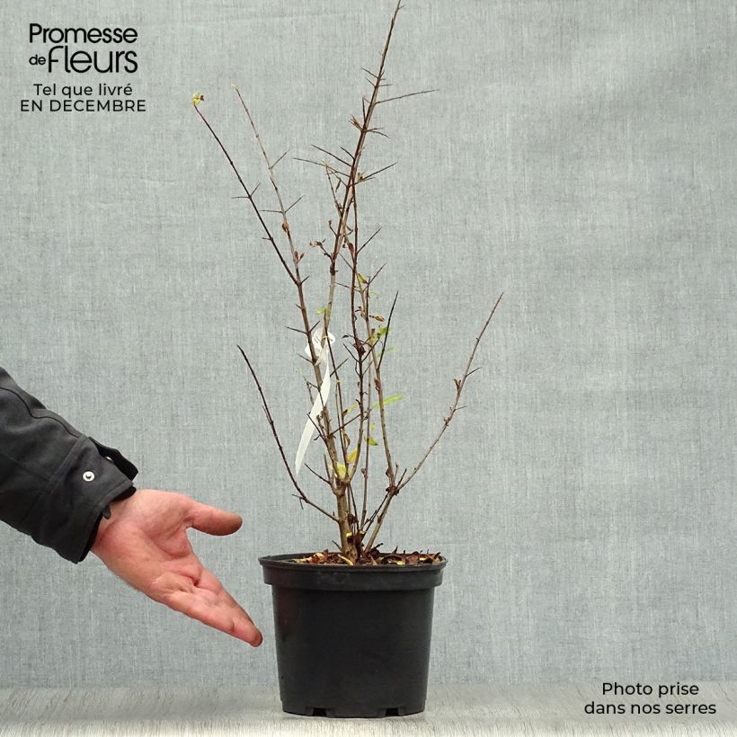Example of Grenadier à fleurs - Punica granatum Maxima Rubra Pot van 2 l/3 l as you get in hiver