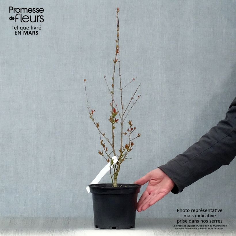 Exemplaar van Punica granatum Maxima Rubra - Granaatappel Pot van 2 l/3 l zoals geleverd in de lente