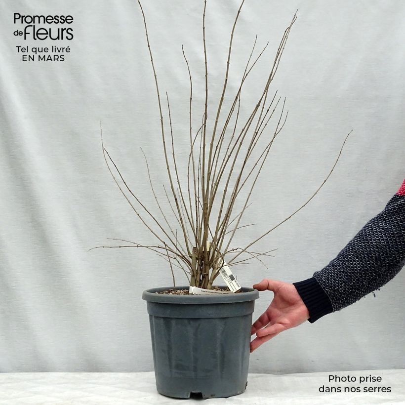 Exemplaar van Granaatappel Noshi Shibari - Punica granatum (siergranaatappel) Pot van 7,5 l/10 l, Struik zoals geleverd in de lente