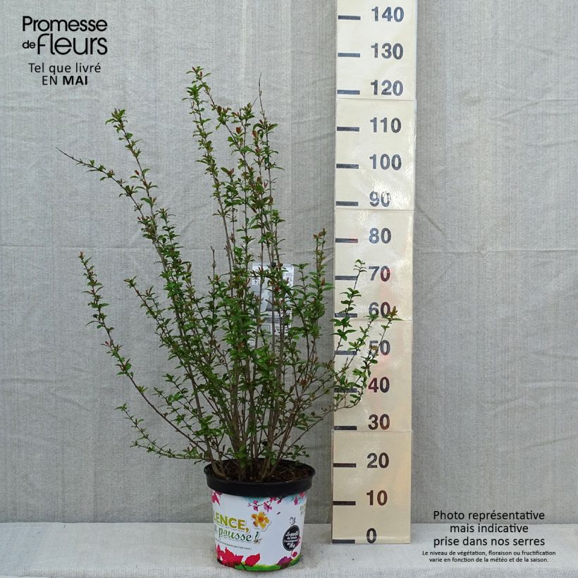 Exemplaar van Punica granatum Plena - Granaatappel Pot van 7,5 l/10 l, Struik zoals geleverd in de lente