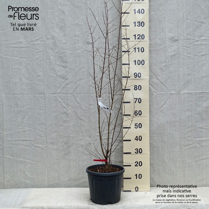 Exemplaar van Granaatappel - Punica granatum Pot van 7,5 l/10 l, Struik zoals geleverd in de winter