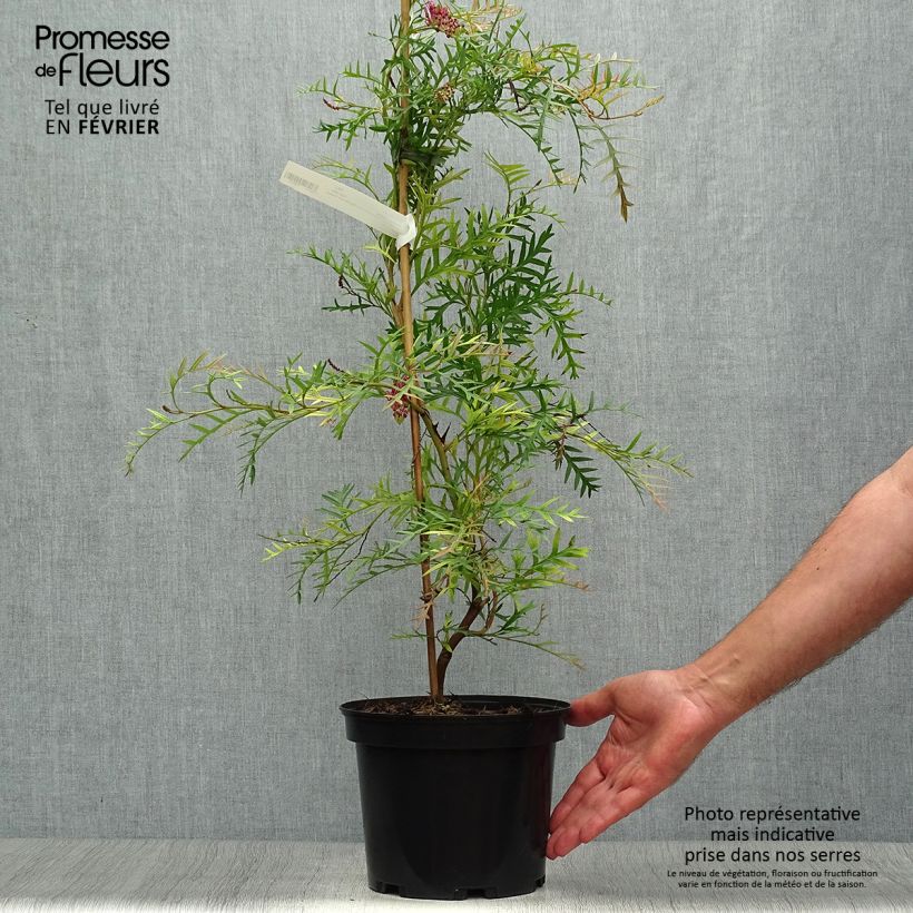 Exemplaar van Grevillea Bronze Rambler Pot van 4 l/5 l zoals geleverd in de herfst