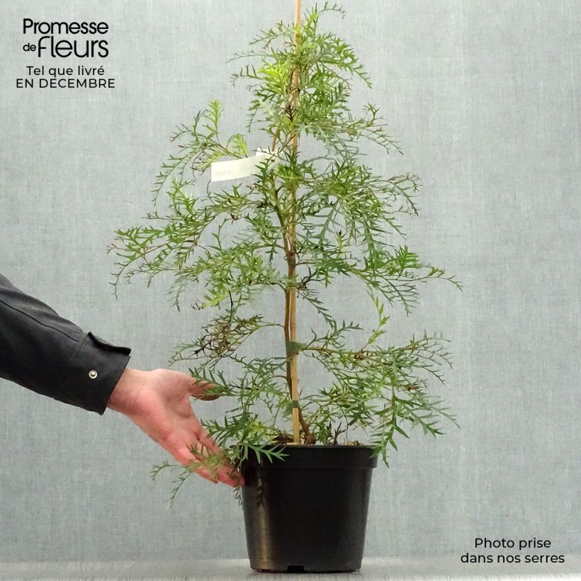 Example of Grevillea Bronze Rambler  Pot van 4 l/5 l as you get in hiver