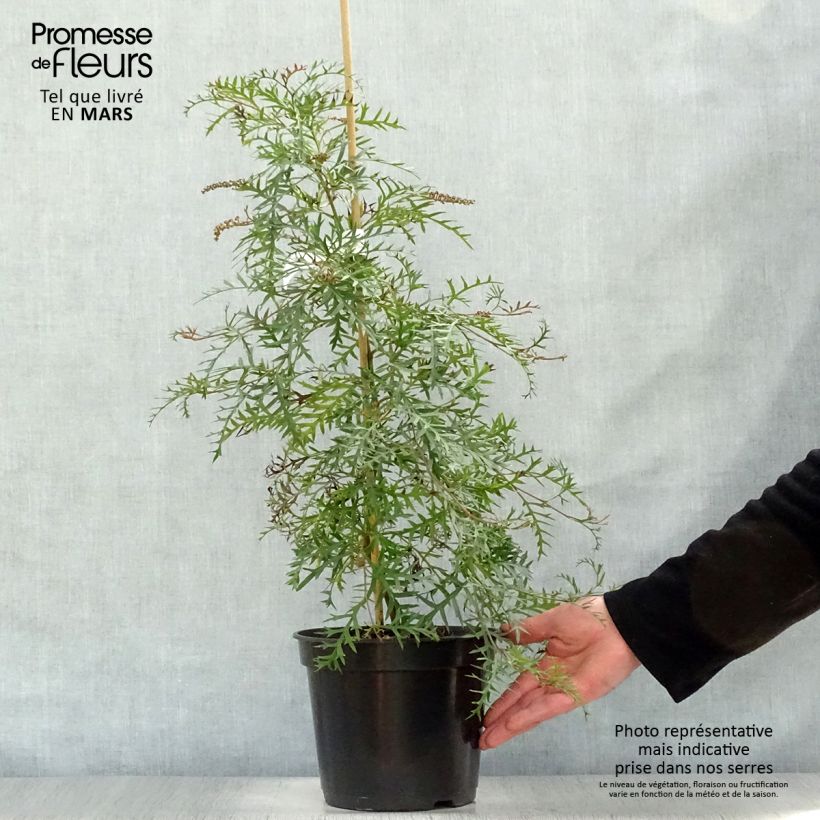 Exemplaar van Grevillea Bronze Rambler Pot van 4 l/5 l zoals geleverd in de lente