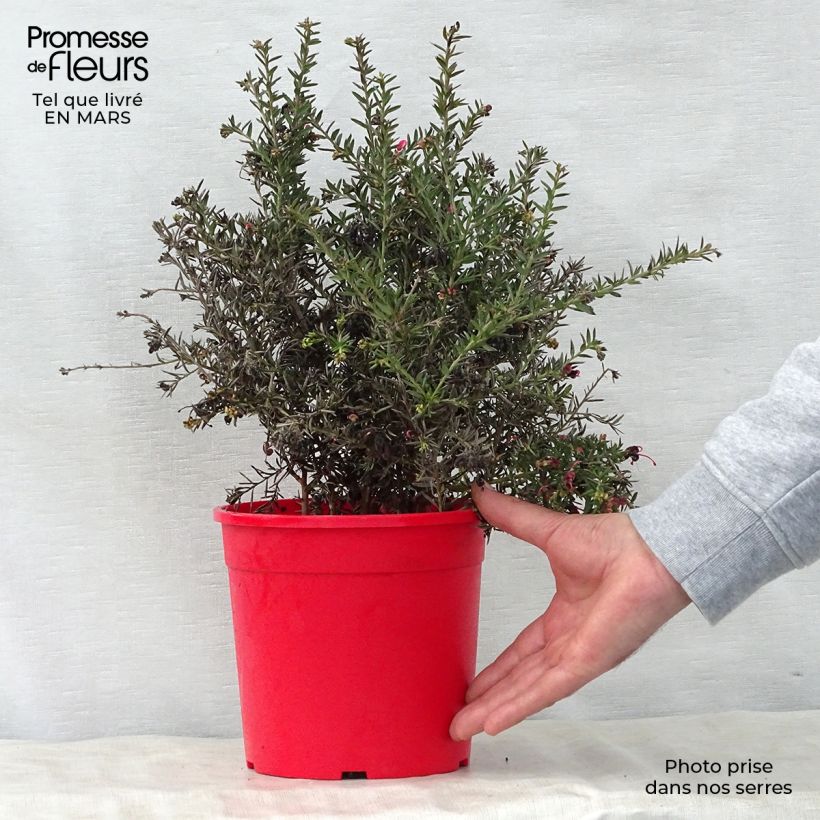 Exemplaar van Grevillea Poorinda Rondeau - Australische zilvereik Pot van 3 l/4 l, Struik zoals geleverd in de lente