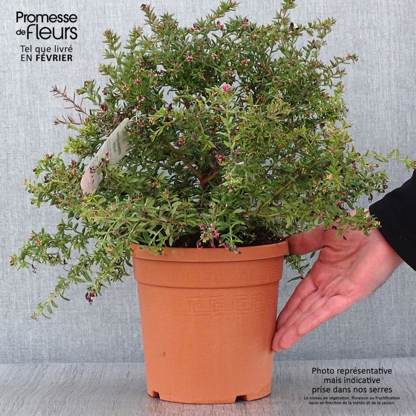 Example of Grevillea Poorinda Rondeau - Grévillier Pot van 3 l/4 l as you get in hiver