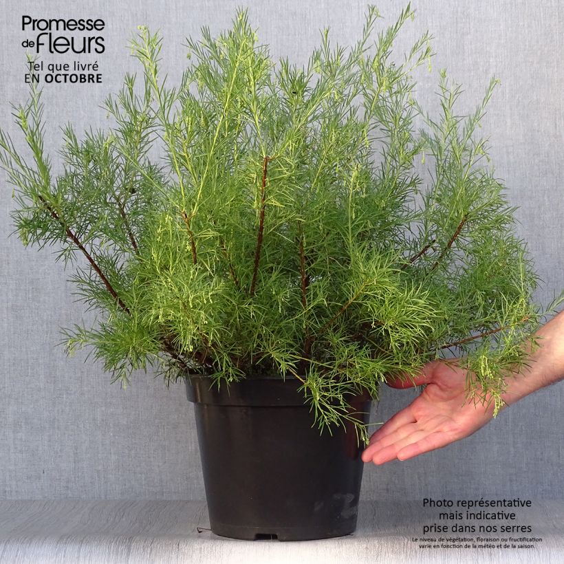 Exemplaar van Grevillea gracilis Alba - Australische zilvereik Pot van 7,5 l/10 l zoals geleverd in de herfst
