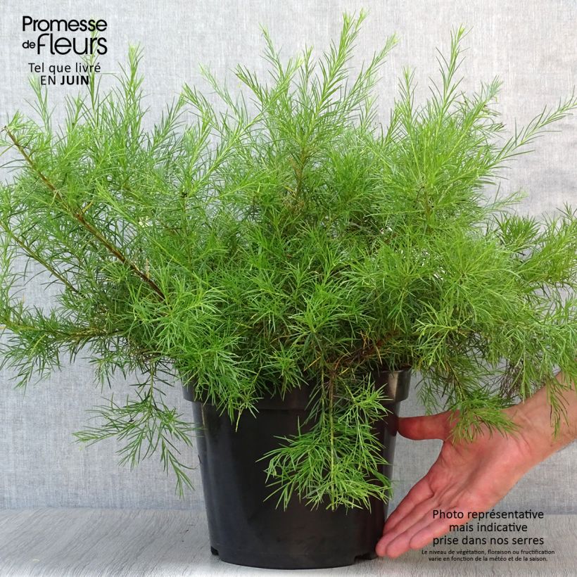 Exemplaar van Grevillea gracilis Alba - Australische zilvereik Pot van 7,5 l/10 l zoals geleverd in de zomer