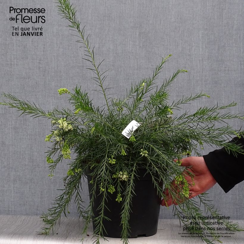 Example of Grevillea gracilis Alba  Pot van 7,5 l/10 l as you get in hiver