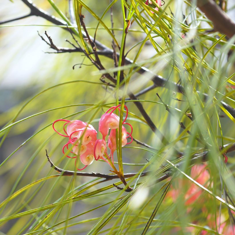 Grevillea johnsonii - Australische zilvereik (Foliage)