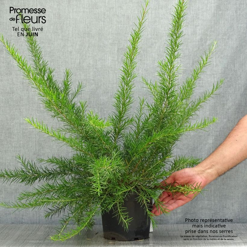 Exemplaar van Grevillea juniperina Canberra Gem - Australische zilvereik Pot van 2 l/3 l zoals geleverd in de zomer