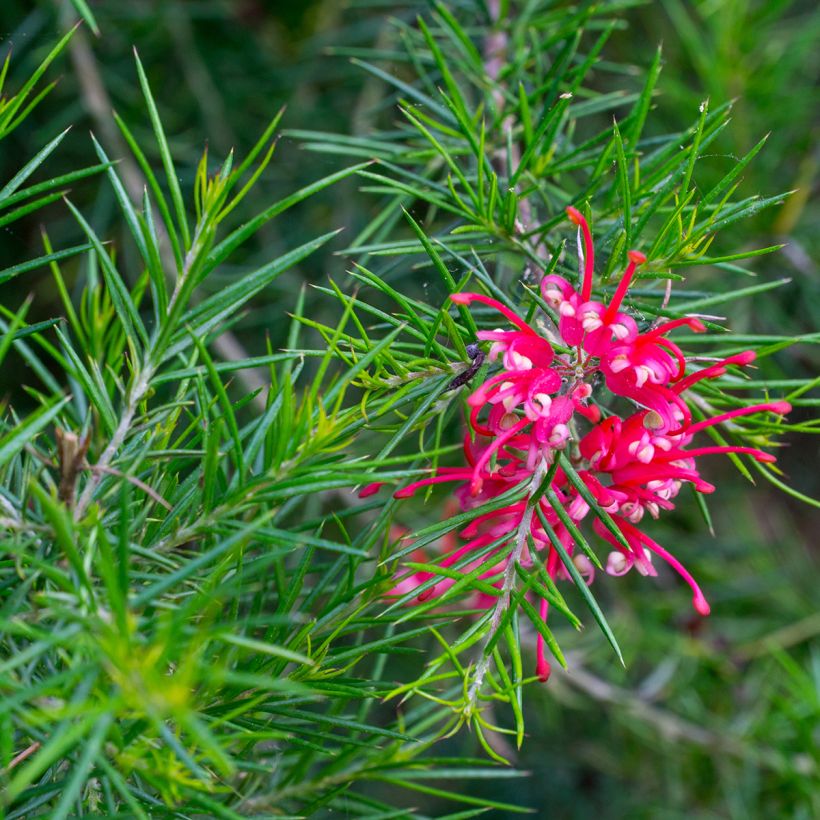 Grevillea juniperina Canberra Gem - Australische zilvereik (Flowering)