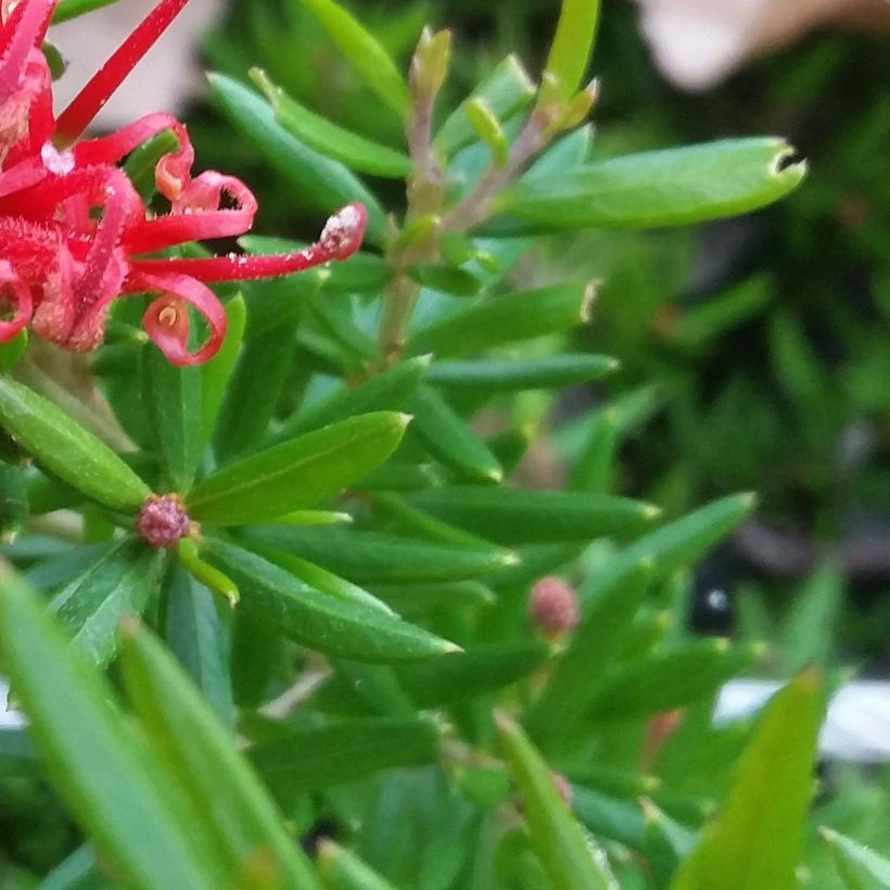 Grevillea juniperina New Blood - Australische zilvereik (Foliage)