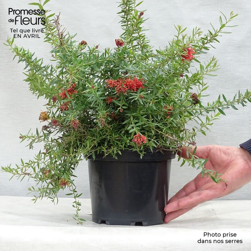 Exemplaar van Grevillea juniperina New Blood - Australische zilvereik Pot van 2 l/3 l zoals geleverd in de lente