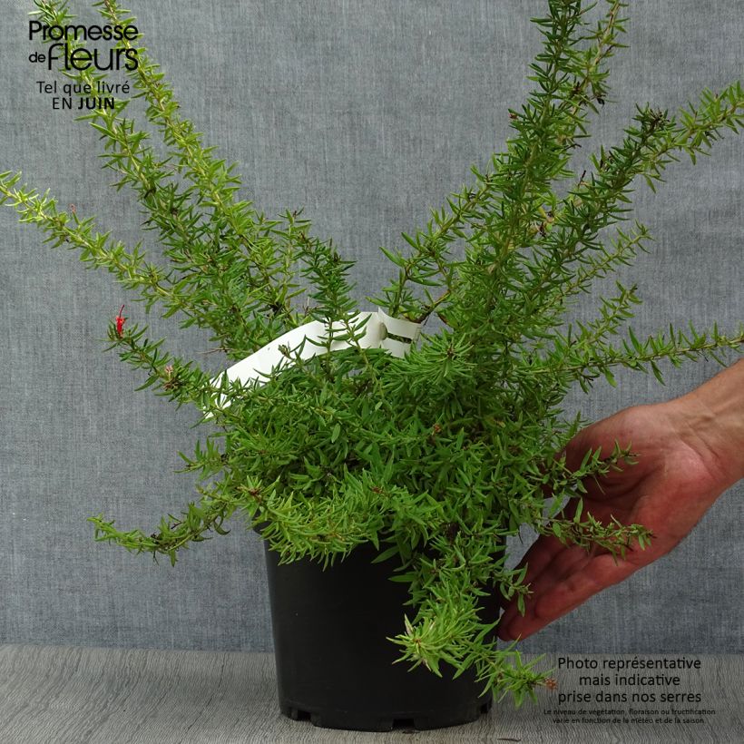 Exemplaar van Grevillea juniperina New Blood - Australische zilvereik Pot van 2 l/3 l zoals geleverd in de zomer