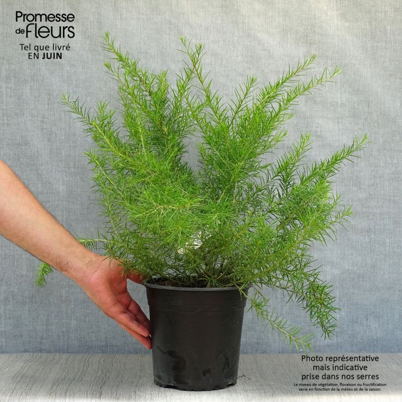 Exemplaar van Grevillea juniperina - Australische zilvereik Pot van 2 l/3 l zoals geleverd in de zomer