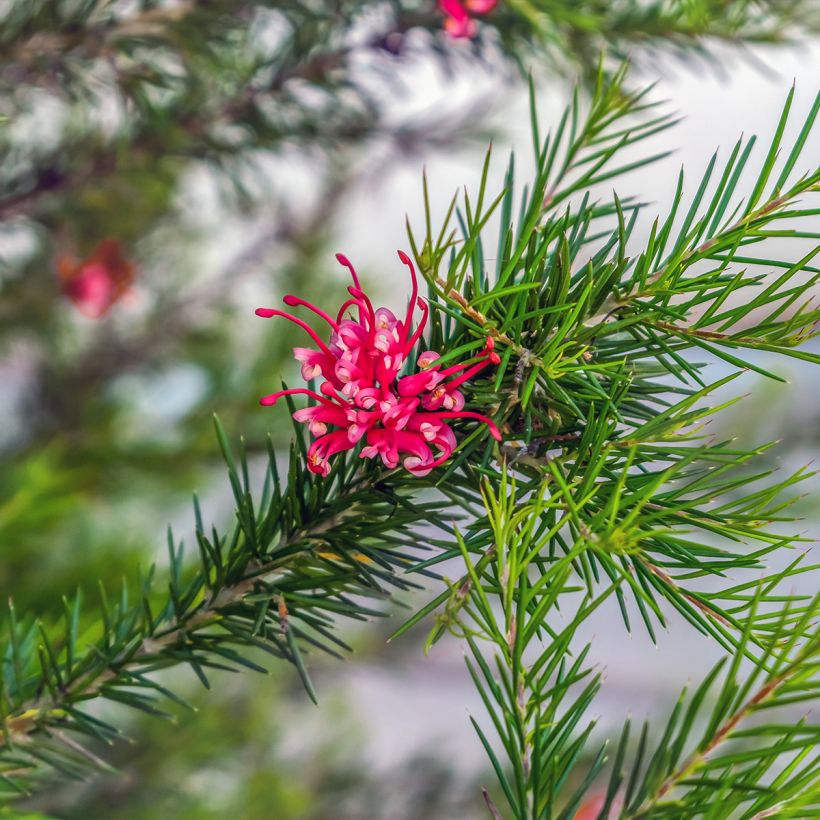 Grevillea juniperina - Australische zilvereik (Foliage)