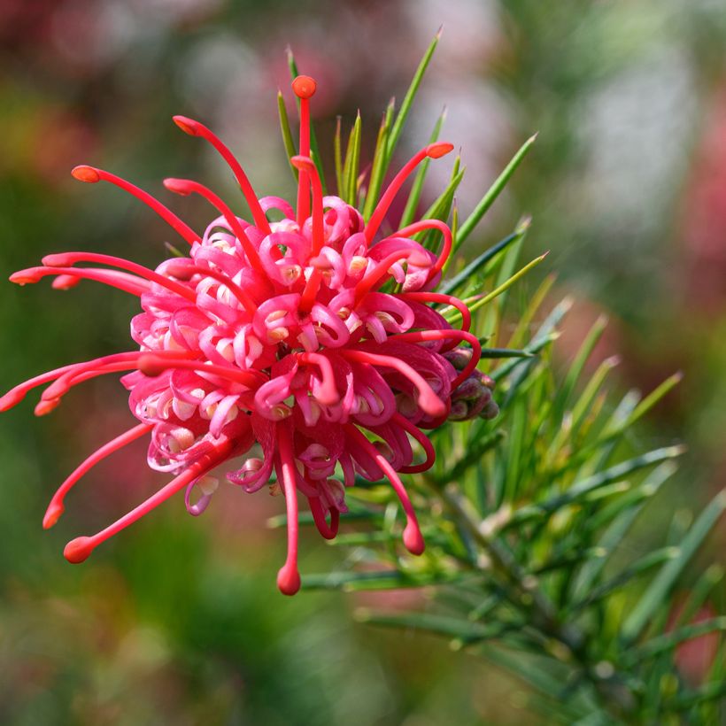 Grevillea juniperina - Australische zilvereik (Flowering)