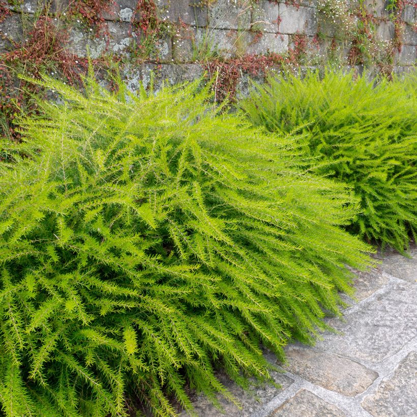 Grevillea juniperina - Australische zilvereik (Plant habit)